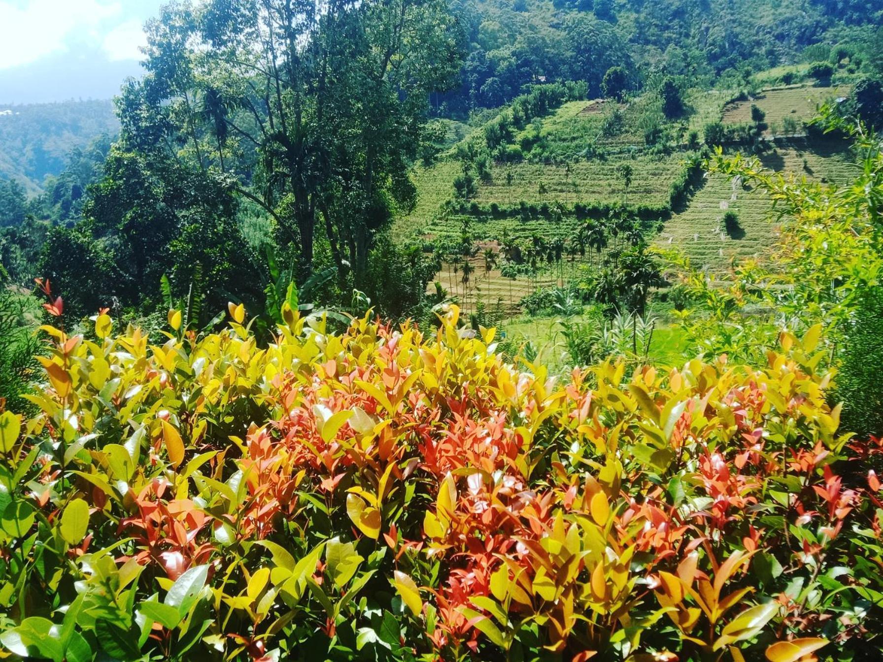 New Farmers Paradise Ella Kamer foto
